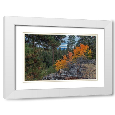 Aspen Blaze White Modern Wood Framed Art Print with Double Matting by McFerrin, Larry