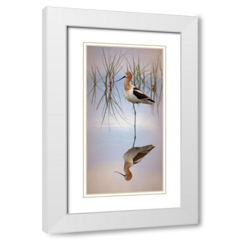 American Avocet White Modern Wood Framed Art Print with Double Matting by McFerrin, Larry