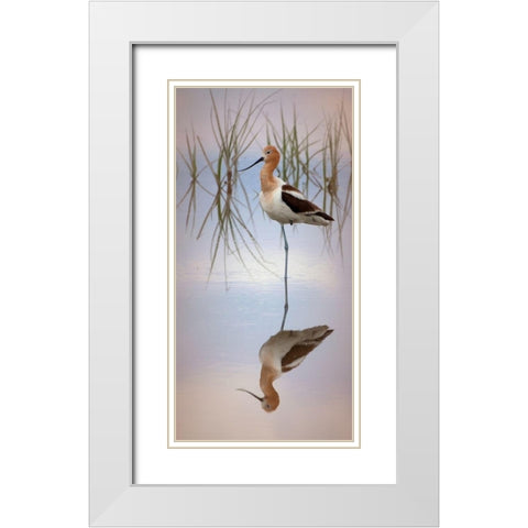 American Avocet White Modern Wood Framed Art Print with Double Matting by McFerrin, Larry