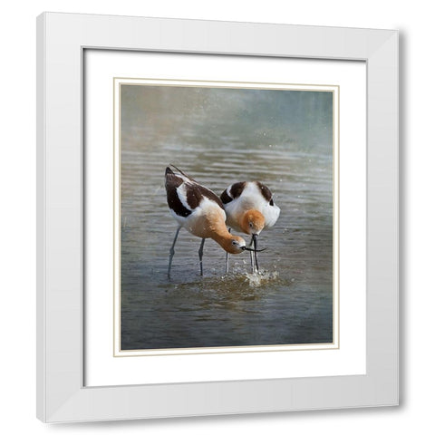 American Avocet II White Modern Wood Framed Art Print with Double Matting by McFerrin, Larry