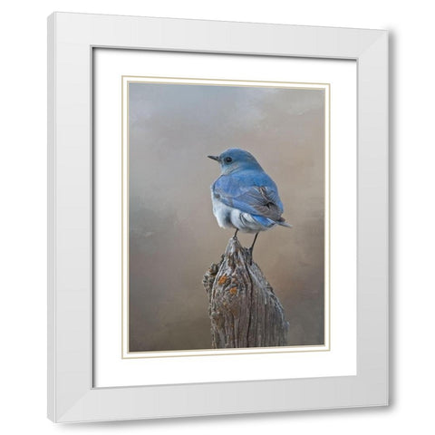 Mountain Bluebird White Modern Wood Framed Art Print with Double Matting by McFerrin, Larry