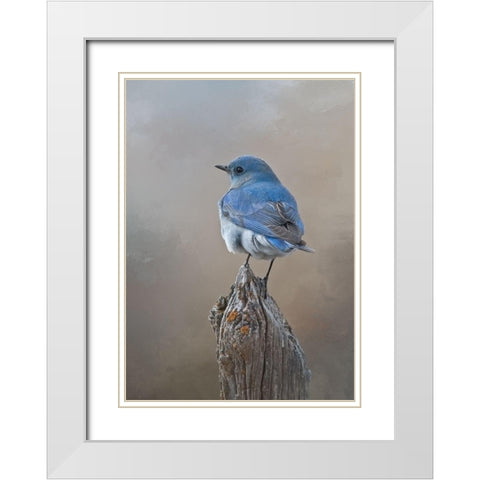 Mountain Bluebird White Modern Wood Framed Art Print with Double Matting by McFerrin, Larry