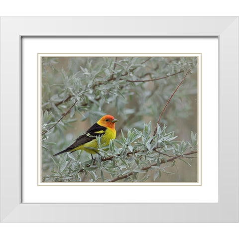 Western Taneger White Modern Wood Framed Art Print with Double Matting by McFerrin, Larry