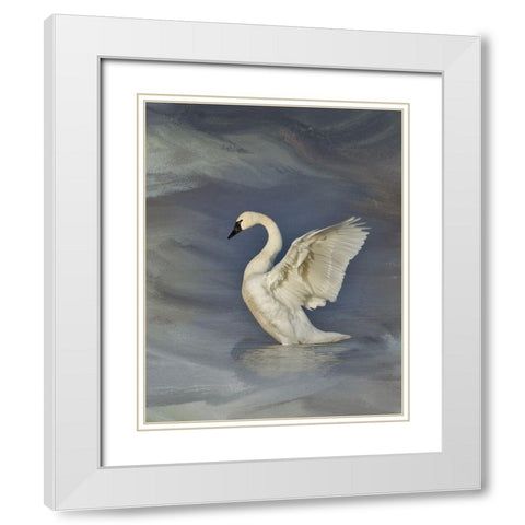 Tundra Swan White Modern Wood Framed Art Print with Double Matting by McFerrin, Larry