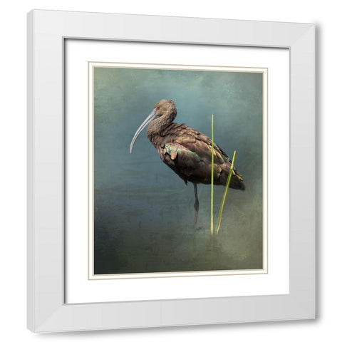 White Faced Ibis White Modern Wood Framed Art Print with Double Matting by McFerrin, Larry