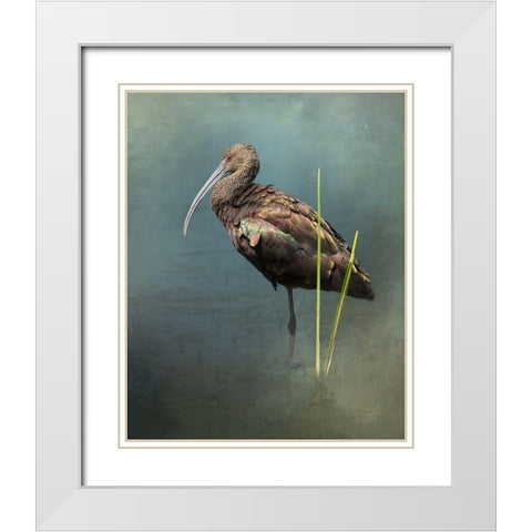 White Faced Ibis White Modern Wood Framed Art Print with Double Matting by McFerrin, Larry