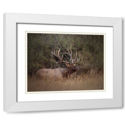 Bull Elk White Modern Wood Framed Art Print with Double Matting by McFerrin, Larry