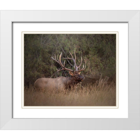 Bull Elk White Modern Wood Framed Art Print with Double Matting by McFerrin, Larry