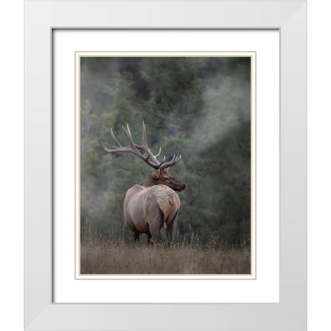 Bull Elk II White Modern Wood Framed Art Print with Double Matting by McFerrin, Larry