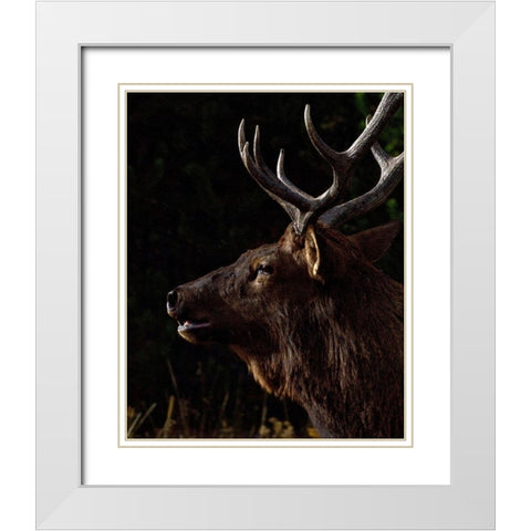 Sunset Bull White Modern Wood Framed Art Print with Double Matting by McFerrin, Larry