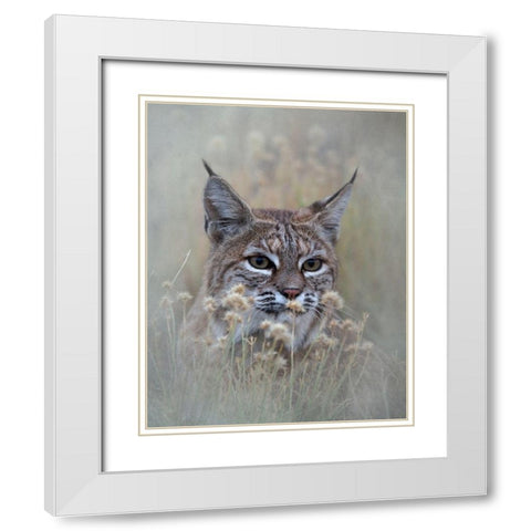 Bobcat White Modern Wood Framed Art Print with Double Matting by McFerrin, Larry