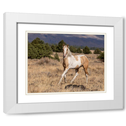 Curious Colt White Modern Wood Framed Art Print with Double Matting by McFerrin, Larry