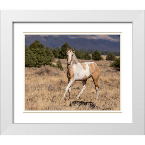 Curious Colt White Modern Wood Framed Art Print with Double Matting by McFerrin, Larry
