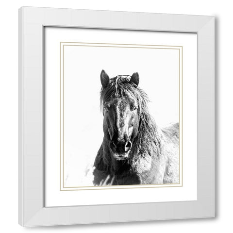 Black Stallion White Modern Wood Framed Art Print with Double Matting by McFerrin, Larry