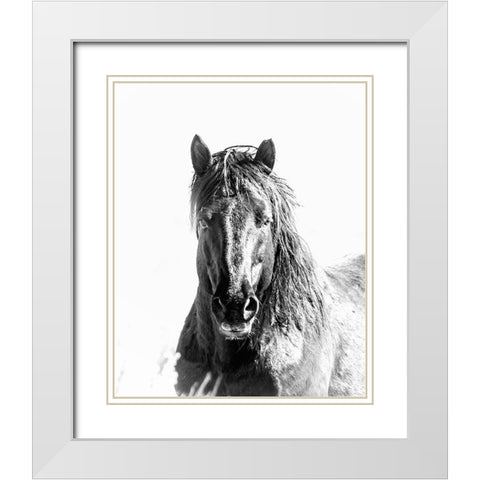 Black Stallion White Modern Wood Framed Art Print with Double Matting by McFerrin, Larry