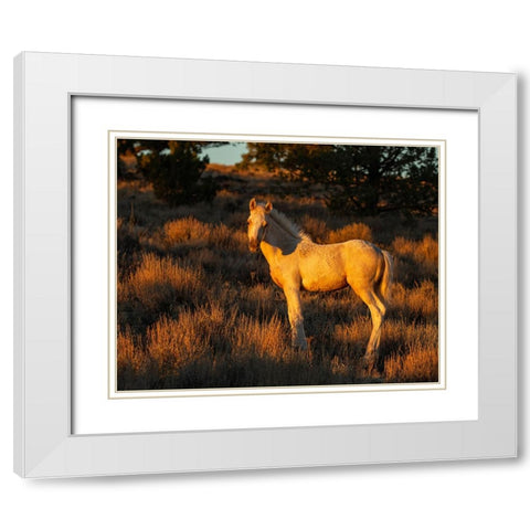 Pueblos Colt White Modern Wood Framed Art Print with Double Matting by McFerrin, Larry