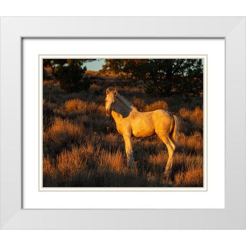 Pueblos Colt White Modern Wood Framed Art Print with Double Matting by McFerrin, Larry