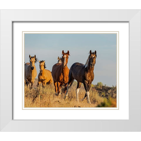 South Steens Mustangs White Modern Wood Framed Art Print with Double Matting by McFerrin, Larry