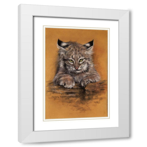 Bobcat White Modern Wood Framed Art Print with Double Matting by Harrison, Lesley