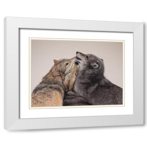 Three Wolves White Modern Wood Framed Art Print with Double Matting by Harrison, Lesley