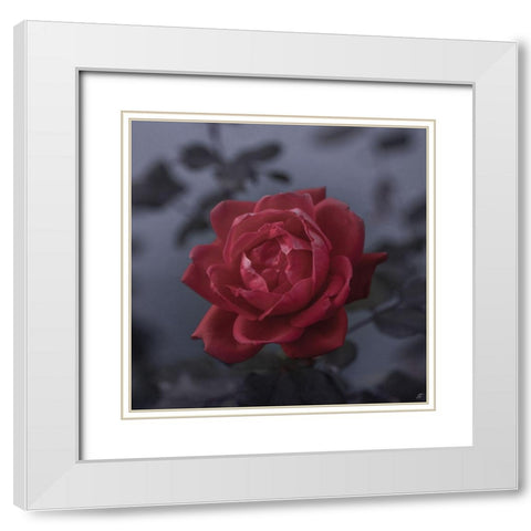 Red Rose White Modern Wood Framed Art Print with Double Matting by Lee, Judson