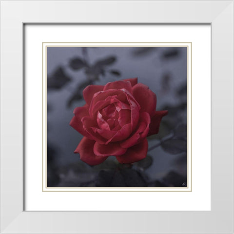 Red Rose White Modern Wood Framed Art Print with Double Matting by Lee, Judson