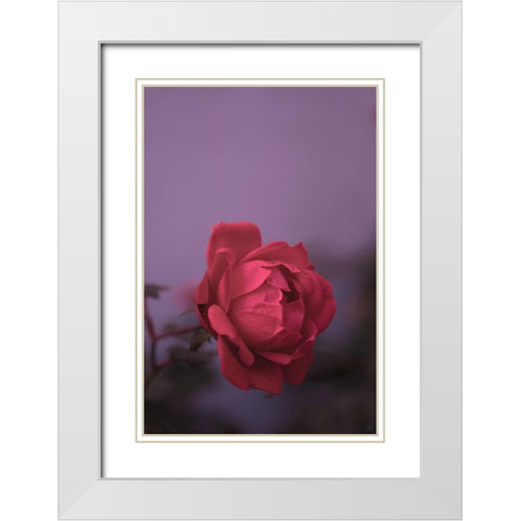 Pinky Rose White Modern Wood Framed Art Print with Double Matting by Lee, Judson