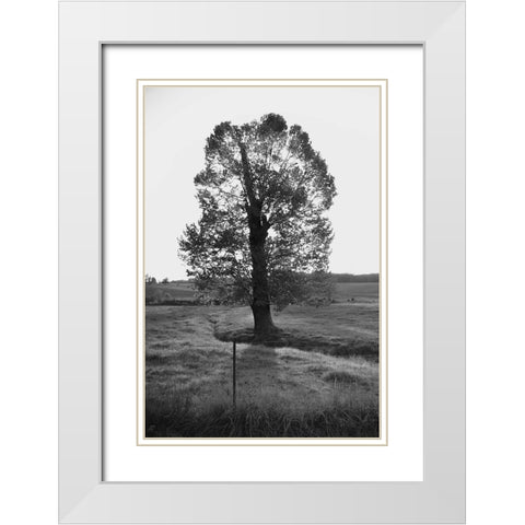 Giant Tree White Modern Wood Framed Art Print with Double Matting by Lee, Judson