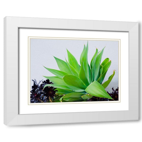 Succulent I White Modern Wood Framed Art Print with Double Matting by Singleton, Ashley