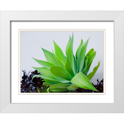 Succulent I White Modern Wood Framed Art Print with Double Matting by Singleton, Ashley