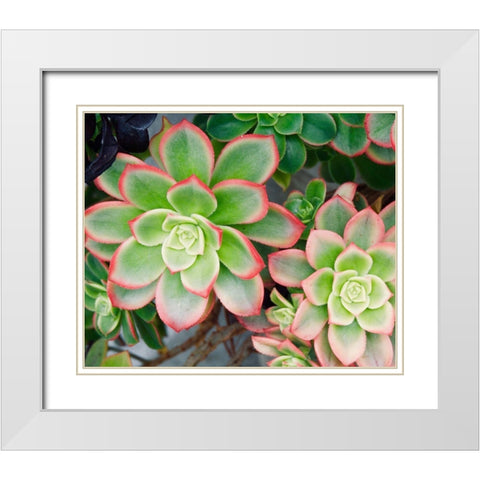Succulent II White Modern Wood Framed Art Print with Double Matting by Singleton, Ashley