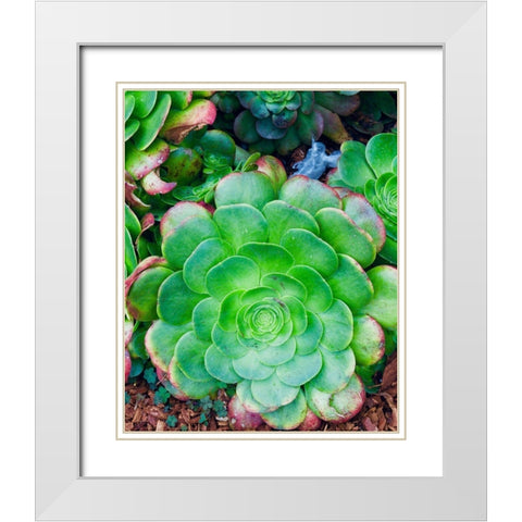 Succulent IV White Modern Wood Framed Art Print with Double Matting by Singleton, Ashley