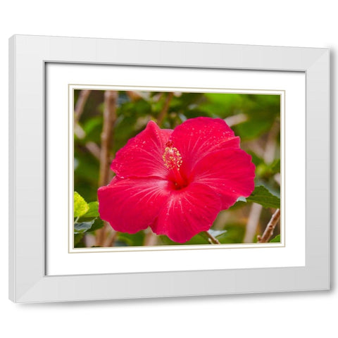 Raindrops on Hibiscus White Modern Wood Framed Art Print with Double Matting by Singleton, Ashley