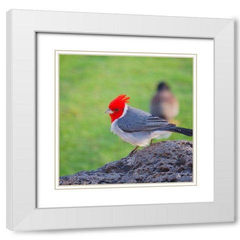 Red Head White Modern Wood Framed Art Print with Double Matting by Singleton, Ashley
