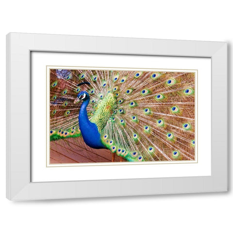 Plume II White Modern Wood Framed Art Print with Double Matting by Singleton, Ashley