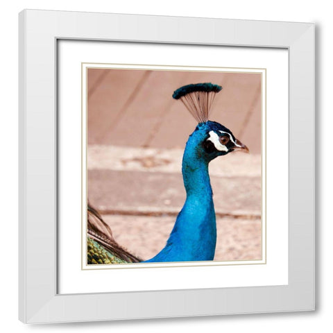 Peacock White Modern Wood Framed Art Print with Double Matting by Singleton, Ashley