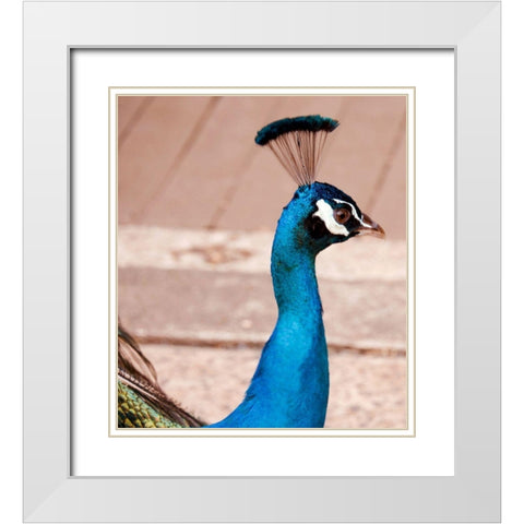 Peacock White Modern Wood Framed Art Print with Double Matting by Singleton, Ashley