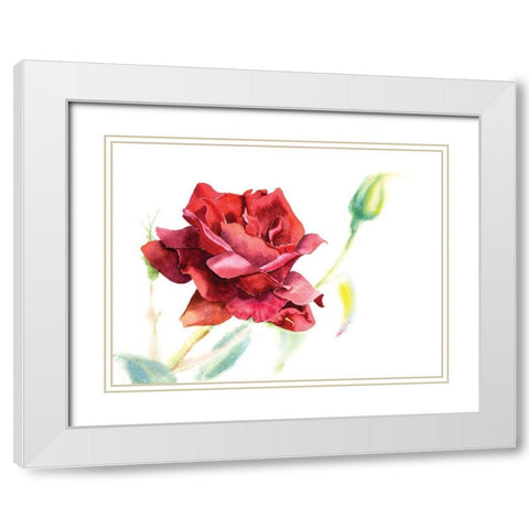 Red Rose White Modern Wood Framed Art Print with Double Matting by Shefranov, Olga