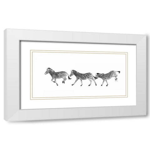 Dancing Zebras White Modern Wood Framed Art Print with Double Matting by Murdock, Ramona