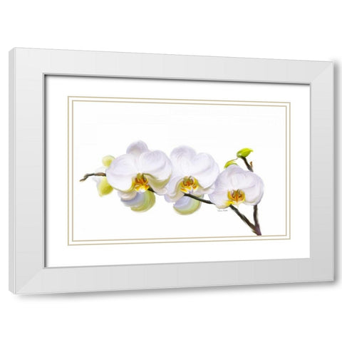 White Orchids White Modern Wood Framed Art Print with Double Matting by Murdock, Ramona
