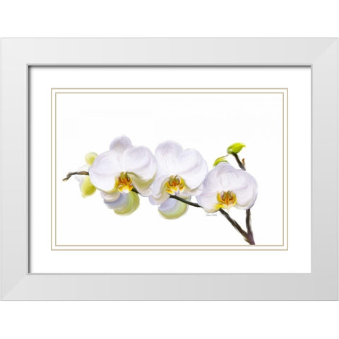 White Orchids White Modern Wood Framed Art Print with Double Matting by Murdock, Ramona