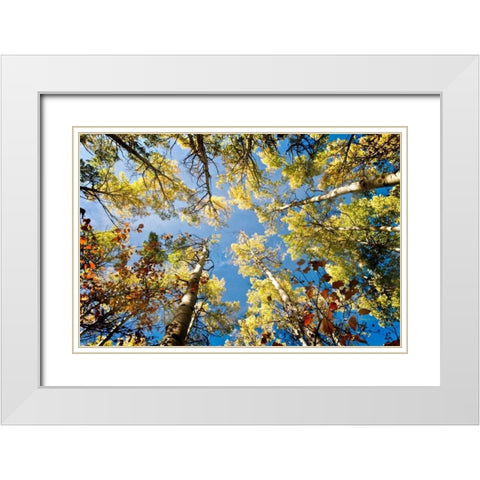 Look Up White Modern Wood Framed Art Print with Double Matting by Murdock, Ramona