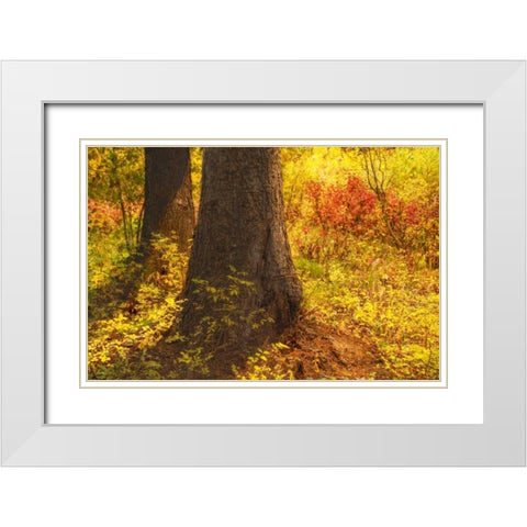 Forest Sunstream White Modern Wood Framed Art Print with Double Matting by Murdock, Ramona