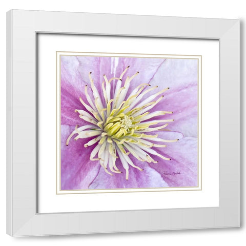 Clematis White Modern Wood Framed Art Print with Double Matting by Murdock, Ramona