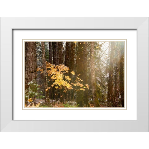 Light the Forest White Modern Wood Framed Art Print with Double Matting by Murdock, Ramona