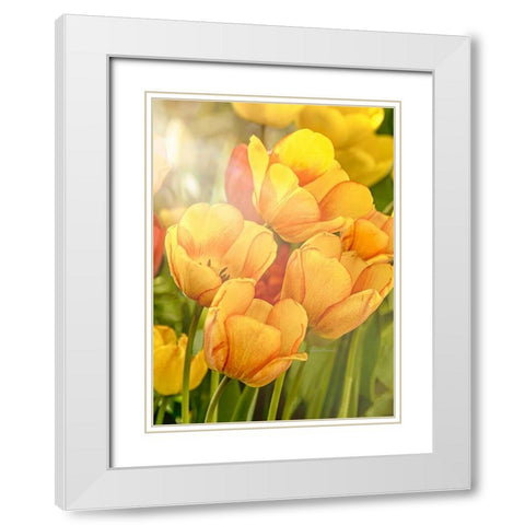 Sunshine Tulips White Modern Wood Framed Art Print with Double Matting by Murdock, Ramona