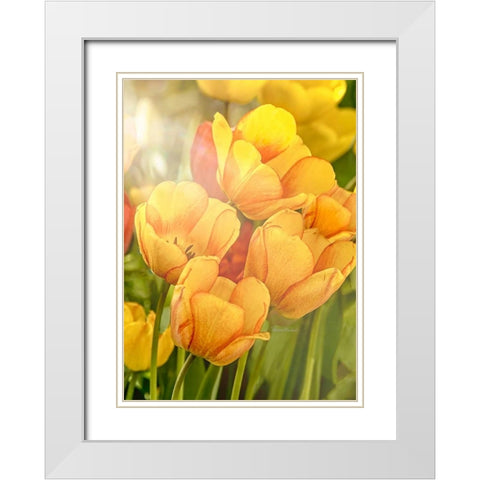 Sunshine Tulips White Modern Wood Framed Art Print with Double Matting by Murdock, Ramona
