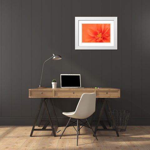 Orange Dahlia Up Close White Modern Wood Framed Art Print with Double Matting by Murdock, Ramona