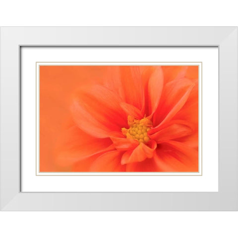 Orange Dahlia Up Close White Modern Wood Framed Art Print with Double Matting by Murdock, Ramona
