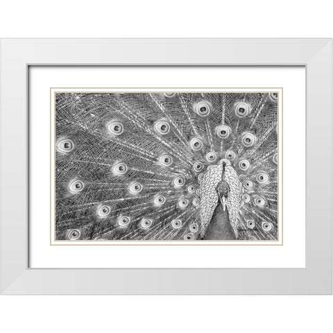 Peacock White Modern Wood Framed Art Print with Double Matting by Murdock, Ramona